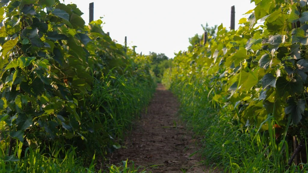 Le vignoble bio et biodynamique de Montlouis-sur-Loire vu d'une parcelle en coteau